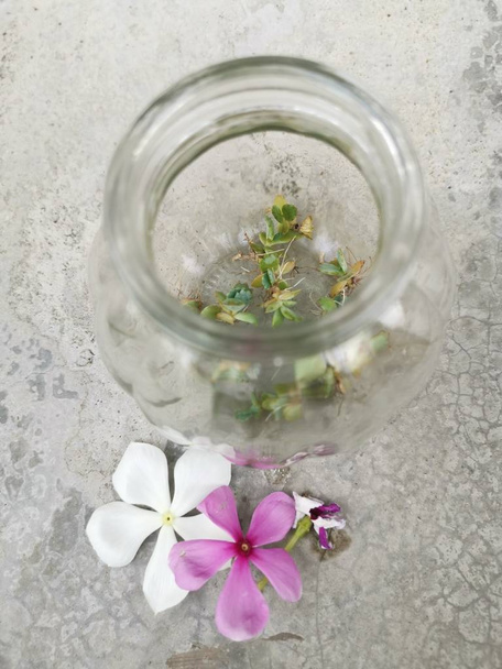Kalanchoe daigremontiana plantlets de bebê na garrafa de vidro
 - Foto, Imagem