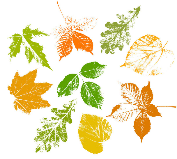 Szett őszi levelek, elszigetelt fehér háttér. textúrák őszi levelek, vektor EPS 10 illusztráció. - Vektor, kép