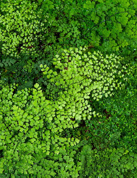Maidenhair fern or Adiantum Fern background - Photo, Image