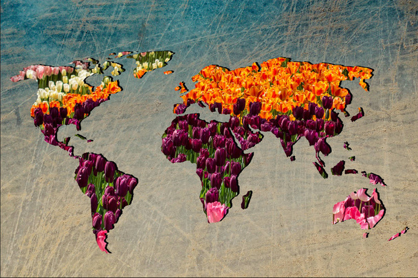 Mappa del mondo grossolanamente delineata con riempimento del giardino dei tulipani
 - Foto, immagini