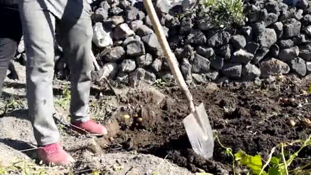 zwei Männer im Dorf graben mit Schaufeln den Boden aus, um Kartoffeln zu ernten - Filmmaterial, Video