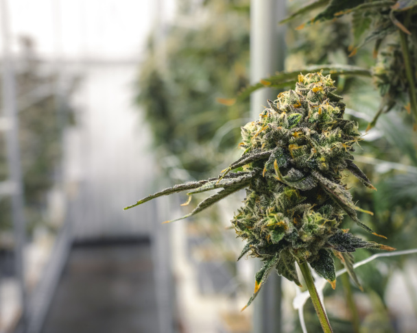 Macro Marijuana Bud em Cannabis Industry Farm Crescer para Jurídico  - Foto, Imagem