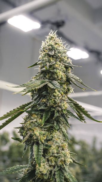 Alto Marijuana Bud crescer dentro de casa emoldurado para Wallpap telefone inteligente - Foto, Imagem
