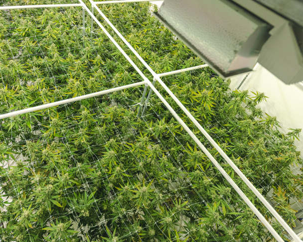Blick von oben auf Marihuana-Planzendach, das unter kommerzieller Ware wächst - Foto, Bild