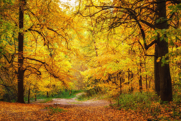 Pathway in autumn forest - Photo, image
