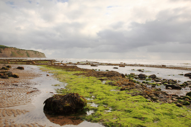 Algues sur la plage Robin des Bois Bay
 - Photo, image