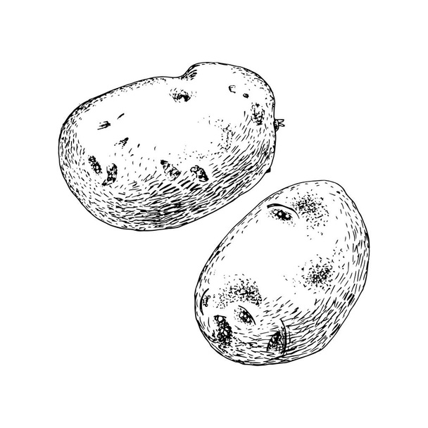 Hand drawn potato on white background - Vettoriali, immagini