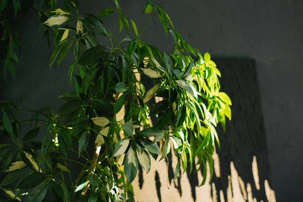 folhas de uma planta de sala verde em um fundo de grafite
 - Foto, Imagem