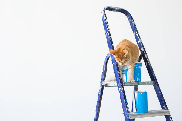 Ремонт, покраска стен, кот сидит на стремянке. Забавная фотография с копировальным пространством
 - Фото, изображение