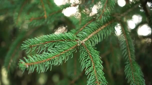 The branches of a young spruce tree illuminate the sunbeam at dawn. Christmas morning magic - Záběry, video