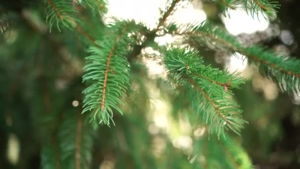 A ray of sun shines through the branches of a young spruce. Christmas morning magic - Footage, Video