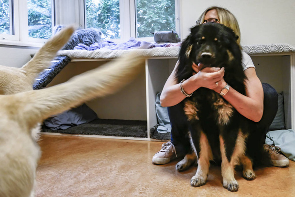 ストックホルム、スウェーデン犬とそのトレーナーや飼育員のための保育所, - 写真・画像