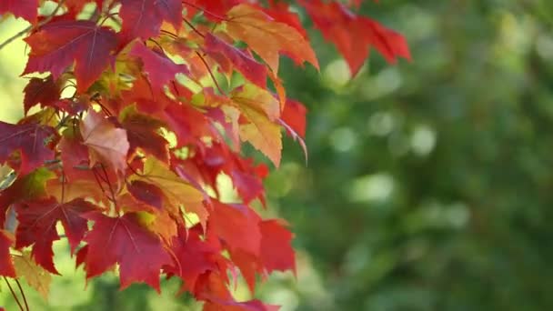 Σφενδάμι δέντρο με πολύχρωμα φύλλα το φθινόπωρο - Πλάνα, βίντεο