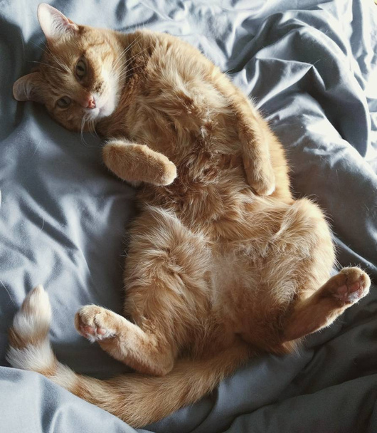 Gros plan d'un mignon chat brun couché sur le dos avec le ventre exposé
 - Photo, image