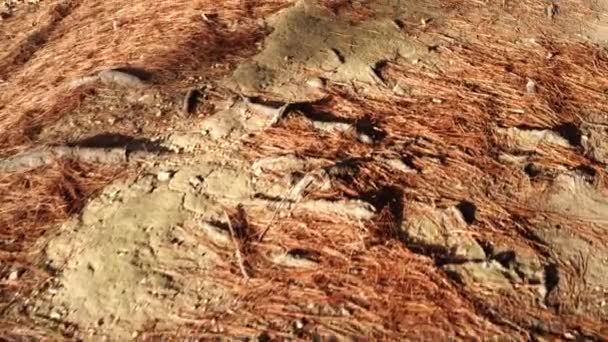 An old trail in a coniferous forest with tree roots and fallen needles. Alien landscape of Mars - Filmati, video