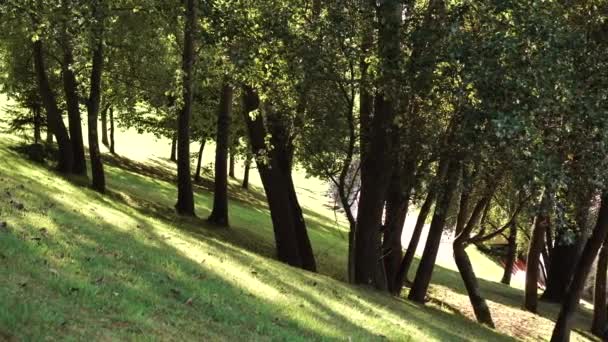 Alberi nella foresta su una collina in una giornata di sole
. - Filmati, video