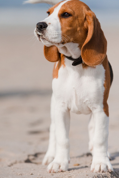 Beagle κουτάβι σε μια παραλία - Φωτογραφία, εικόνα