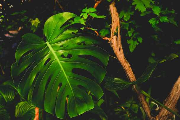 monstera leaf in the rainforest - Фото, изображение