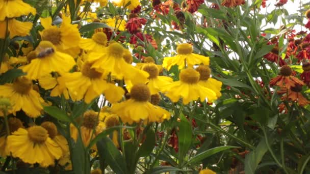 flores y avispas y abejas recogen néctar
 - Metraje, vídeo