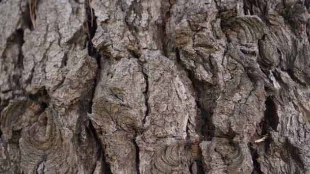 The sun peeks out from the trunk of an old conifer tree with cracked bark on a sunny day - Filmmaterial, Video