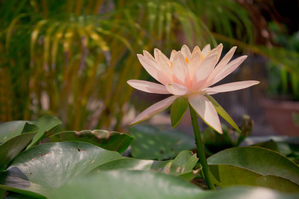 Beyaz nilüfer çiçeği nilüfer yaprağı ve gölet te olağanüstü çiçeklenme olduğunu. - Fotoğraf, Görsel