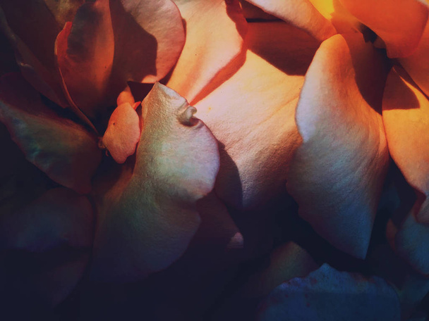 wunderbare blühende Rose Blume bei Sonnenuntergang, blumige Schönheit Hintergrund - Foto, Bild