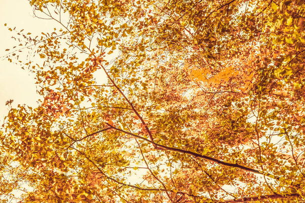 Beautiful autumn landscape background, vintage nature scene in f - Photo, Image
