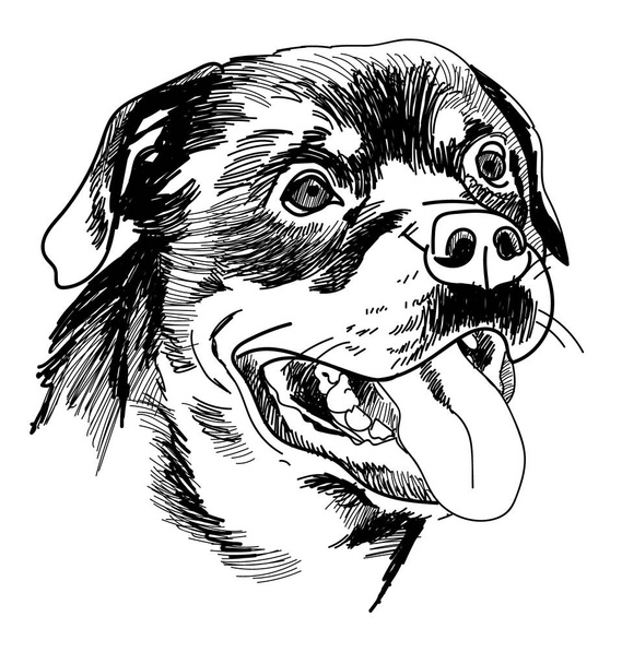 Koiran pää on rottweiler. Suloinen koira hymyilee. Piirustus käsin vintage tyyliin. Aivohalvauksia, viivoja. Lyijykynäpiirustus. - Vektori, kuva