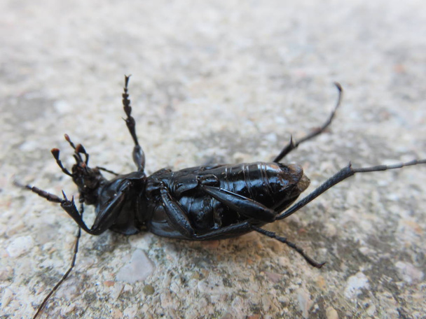 Cortorera femorata, un insecto grande con un par de defensas, un olor ligeramente desagradable, y el otro es un silbido vocal
  - Foto, Imagen