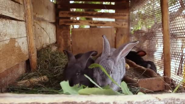 Many little funny rabbits eat grass in a cage on the farm together. - Materiaali, video
