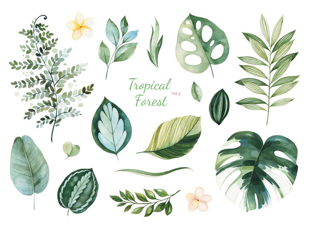 conjunto de hojas tropicales verdes aisladas sobre fondo blanco
 - Foto, imagen