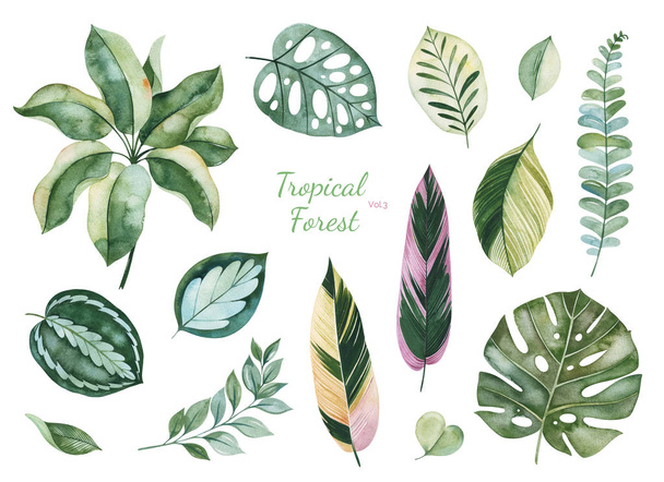 набор зеленых тропических листьев, выделенных на белом фоне
 - Фото, изображение