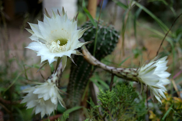 Cactus Gymnocalycium mihanovichii con flor blanca de cerca. Se
 - Foto, Imagen