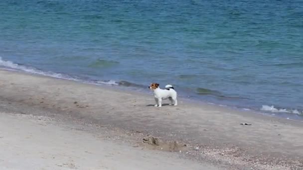 Cani che camminano sulla spiaggia. Jack Russell Terrier cani si divertono a giocare sulla spiaggia vicino al mare in una giornata di sole
. - Filmati, video