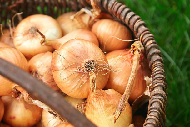 Fresh onions harvest  in wooden basket on grass. Freshly dug onion bulbs. Onions after harvesting from village garden. Village gardening. Bio products healthy lifestyle. - Fotografie, Obrázek
