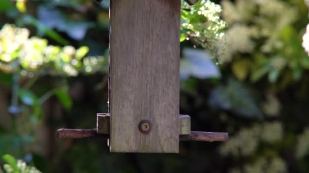 4K video clip of blue tit eating seeds, sunflower hearts, from a wooden bird feeder in a British garden during summer - Footage, Video