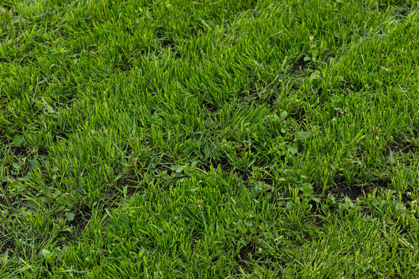 Φωτεινό φυσικό πράσινο γρασίδι υφή στον τομέα του καλοκαιριού, διαγώνια προβολή. - Φωτογραφία, εικόνα