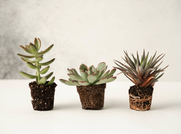 Three succulents ready for planting with roots and a lump of soil on a gray background - Photo, Image