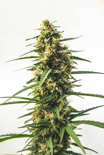 maconha folhas de plantas de cannabis e vista superior, local do boné de fundo ou papel de parede panorâmico
 - Foto, Imagem
