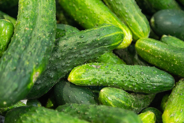 Freshly harvested small and big green cucumbers close-up in paper boxes on farmer's market shelves - Zdjęcie, obraz
