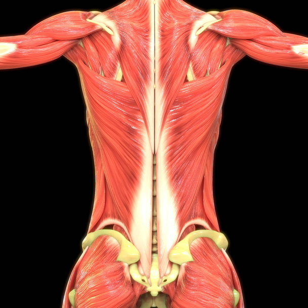 menschliche Muskeln 3D digitale Illustration  - Foto, Bild