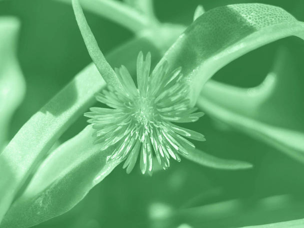 Succulent plant macro shot. Green mint tone - Photo, Image