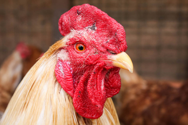Retrato de un gallo, hermosa polla masculina con cresta roja, vivir en libertad
. - Foto, imagen