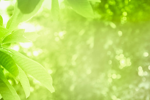 Концепция расслабления и естественного исцеления, крупным планом светло-зеленый лист
 - Фото, изображение