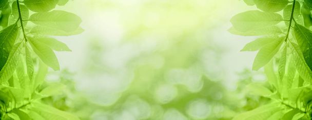 Концепция расслабления и естественного исцеления, крупным планом светло-зеленый лист
 - Фото, изображение