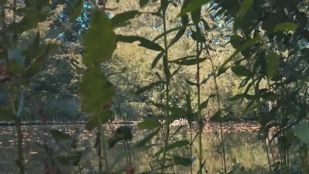 Aan de oever van een klein meer in openbare Tiergarten park in Berlijn, Duitsland - Video