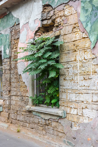 Старое заброшенное здание, в окне которого растет дерево
. - Фото, изображение