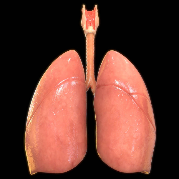 ανθρώπινα πνευμόνια ψηφιακή απεικόνιση σε μαύρο φόντο - Φωτογραφία, εικόνα