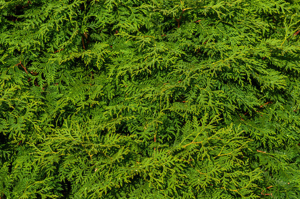 The green wall of the evergreen conifer tree thuja Platycladus o - Photo, Image