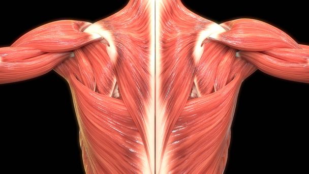 músculos humanos 3d ilustração digital
  - Foto, Imagem